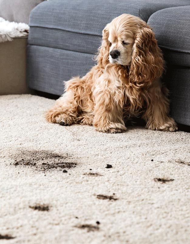 Pet Stain and Pet Odor Removal in Sahuarita with dog on carpet