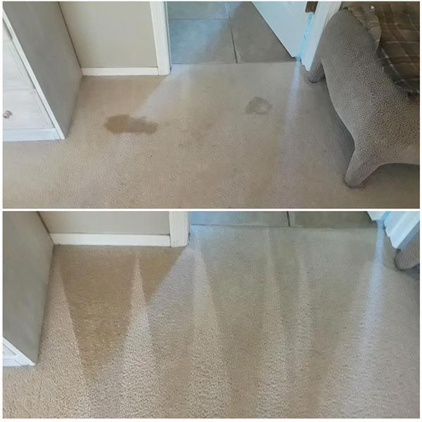 Tucson Pet Stain Removal Carpet Cleaning Example